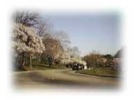 公園の入口に咲く美しいサクラ