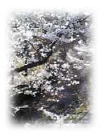 川の流れの上に桜、なんとも日本的