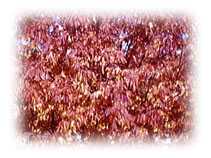 紅葉がきれいです。